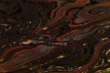 Polished Tiger Iron Stromatolite Slab - Billion Years #161865-1